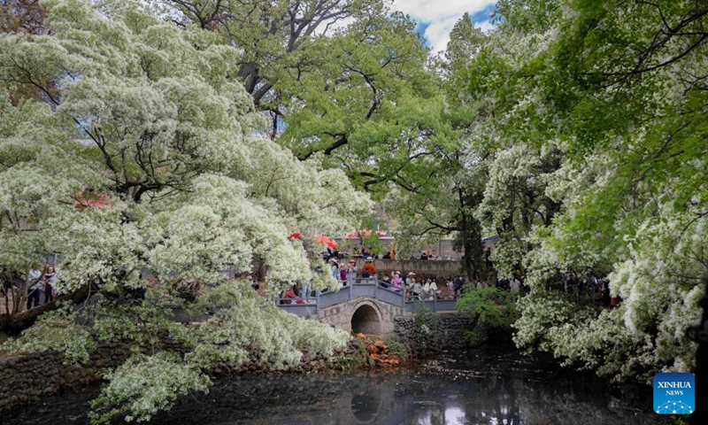 People visit the Sangling Village of Jianchuan County, southwest China's Yunnan Province, April 11, 2026. (Photo by Luo Xincai/Xinhua)