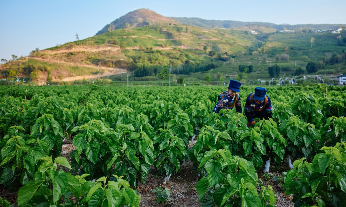 EP YAYING's organic mulberry base for silkworm rearing in Ningnan, Sichuan Province