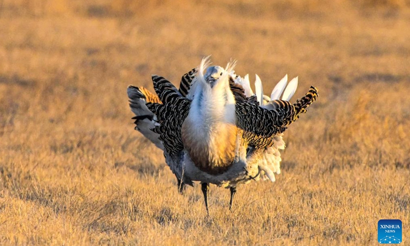 This photo taken on April 13, 2026 shows a great bustard on a grassland in Lindian County, northeast China's Heilongjiang Province. Recently, great bustards, a species under first-class state protection in China and listed on the International Union for Conservation of Nature (IUCN) Red List of Threatened Species, have been spotted in the grassland of Lindian County of Heilongjiang Province. (Photo by Wang Yonggang/Xinhua)