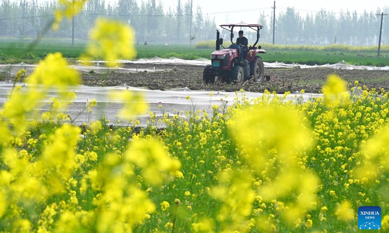 A farmer plows the land to prepare for sowing corn in Shizhai Village of Longting District, Kaifeng, central China's Henan Province, April 12, 2026. (Photo by Li Junsheng/Xinhua)

