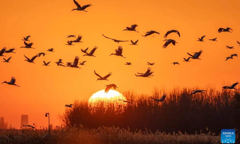 This photo taken in November 2025 shows migratory birds at the Qilihai Wetland in north China's Tianjin Municipality. (Xinhua)

