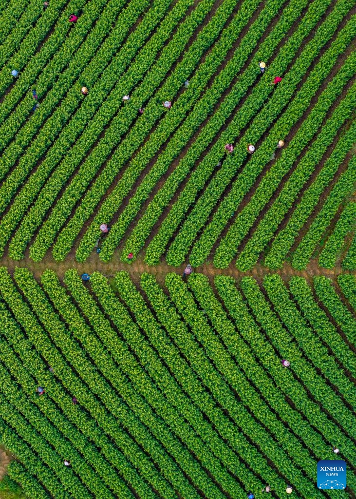 An aerial drone photo taken on April 11, 2026 shows staff working in a tea garden in Yuyao City, east China's Zhejiang Province. Tea farmers and enterprises are busy harvesting and processing spring tea leaves to meet the consumer demand lately. (Photo by Zhang Hui/Xinhua)

