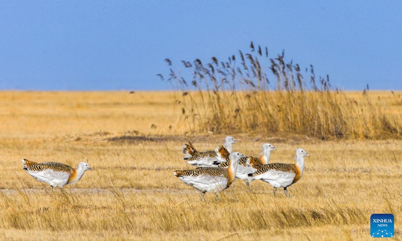 This photo taken on April 13, 2026 shows great bustards on a grassland in Lindian County, northeast China's Heilongjiang Province. Recently, great bustards, a species under first-class state protection in China and listed on the International Union for Conservation of Nature (IUCN) Red List of Threatened Species, have been spotted in the grassland of Lindian County of Heilongjiang Province. (Photo by Wang Yonggang/Xinhua)