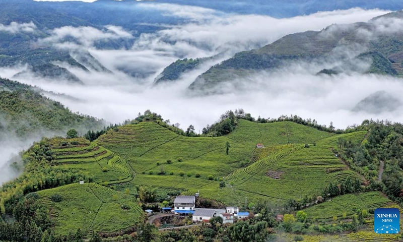 An aerial drone photo taken on April 12, 2026 shows the scenery of a tea garden in Hengxi Town of Xianju County, Taizhou City, east China's Zhejiang Province. Tea farmers and enterprises are busy harvesting and processing spring tea leaves to meet the consumer demand lately. (Photo by Wang Huabin/Xinhua)

