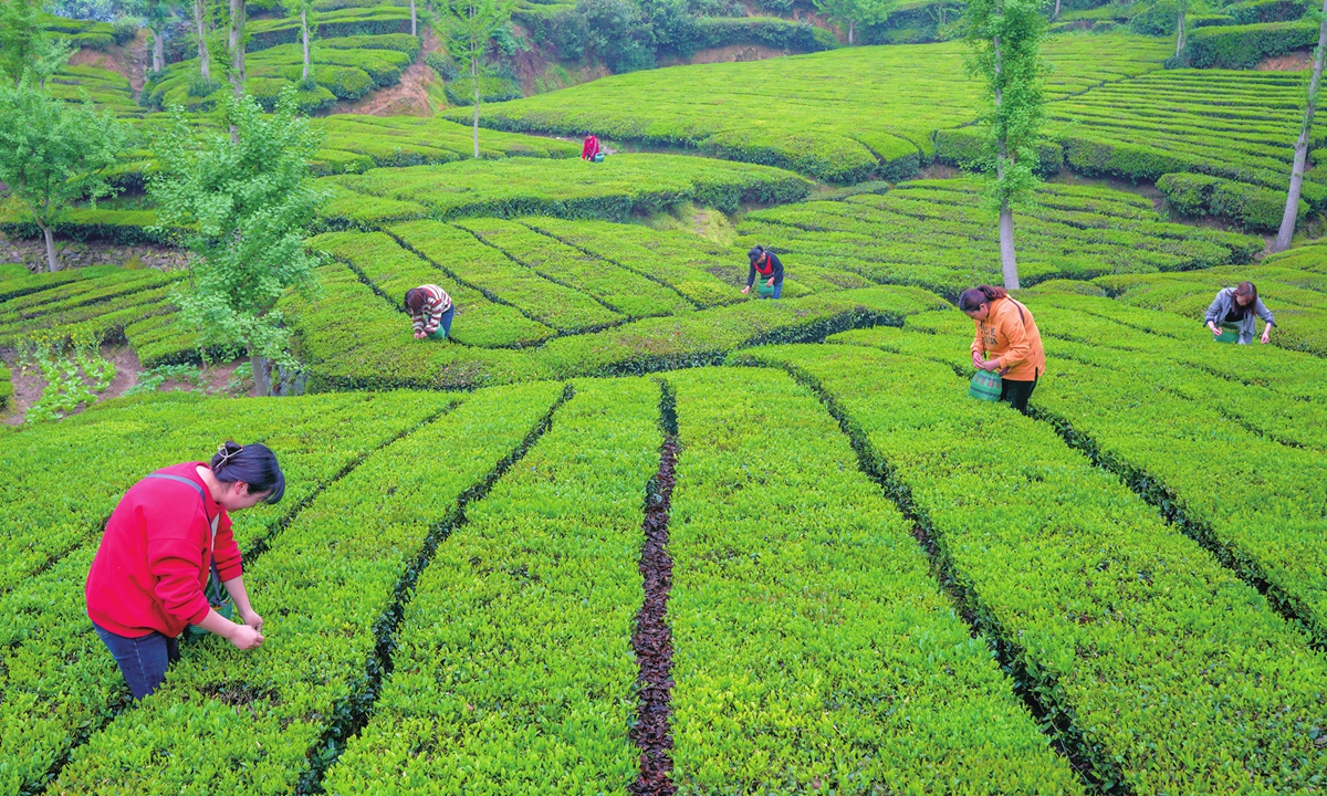 The Dabie Mountain Tea Valley in Yingshan County, Central China's Hubei Province, has now entered the busy spring tea picking season. Yingshan Yunwu tea is listed as a Chinese national geographical indication product and has been included in the China-EU agreement on geographical indications. Photo: Zhang Weijun