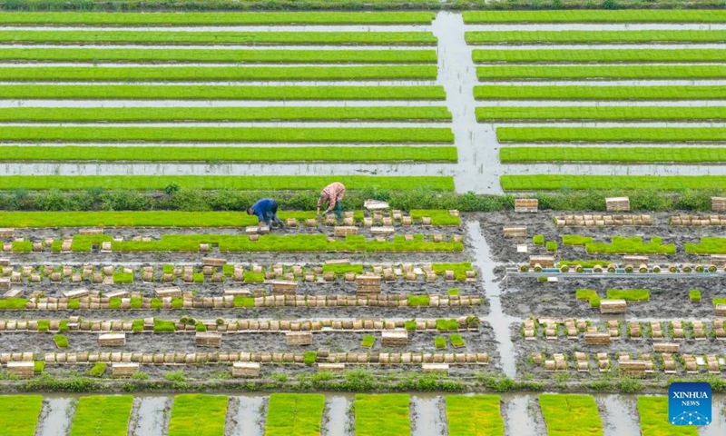 An aerial drone photo taken on April 10, 2026 shows farmers transporting early-season rice seedlings in Shangtang Village of Huangjiabu Town, Yuyao, east China's Zhejiang Province. (Photo by Zhang Hui/Xinhua)

