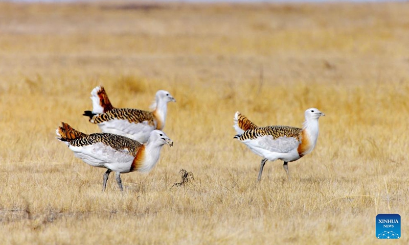 This photo taken on April 13, 2026 shows great bustards on a grassland in Lindian County, northeast China's Heilongjiang Province. Recently, great bustards, a species under first-class state protection in China and listed on the International Union for Conservation of Nature (IUCN) Red List of Threatened Species, have been spotted in the grassland of Lindian County of Heilongjiang Province. (Photo by Wang Yonggang/Xinhua)