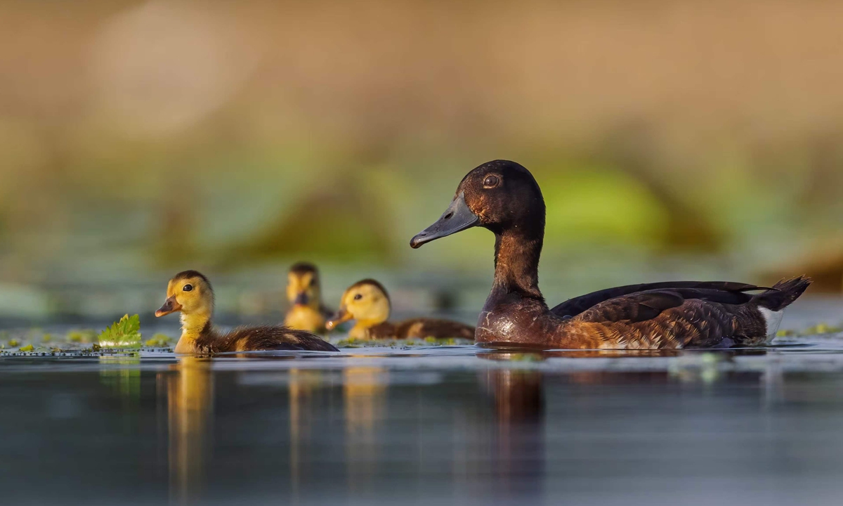 Baer's pochards Photo: Courtesy of Zhou Xingwu