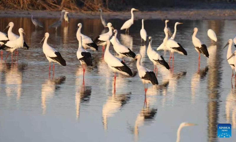 This photo taken in November 2025 shows migratory birds at the Qilihai Wetland in north China's Tianjin Municipality. (Xinhua)

