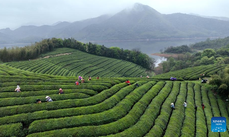 A drone photo taken on April 10, 2026 shows farmers working at a tea garden in Beihu Village of Moganshan Town, Huzhou City, east China's Zhejiang Province. Tea farmers and enterprises are busy harvesting and processing spring tea leaves to meet the consumer demand lately. (Photo by Xie Shangguo/Xinhua)

