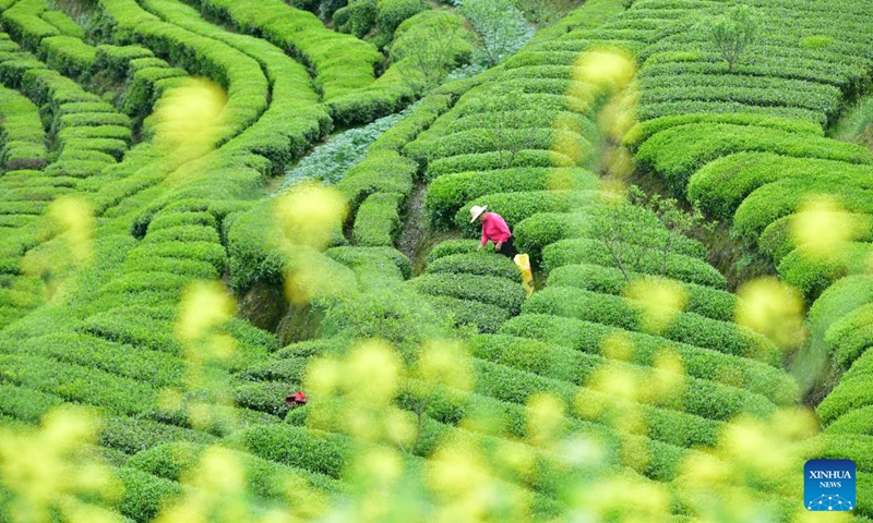 A farmer picks tea leaves at a tea garden in Changling Village of Zigui County, Yichang City, central China's Hubei Province, April 12, 2026. Tea farmers and enterprises are busy harvesting and processing spring tea leaves to meet the consumer demand lately. (Photo by Wang Huifu/Xinhua)

