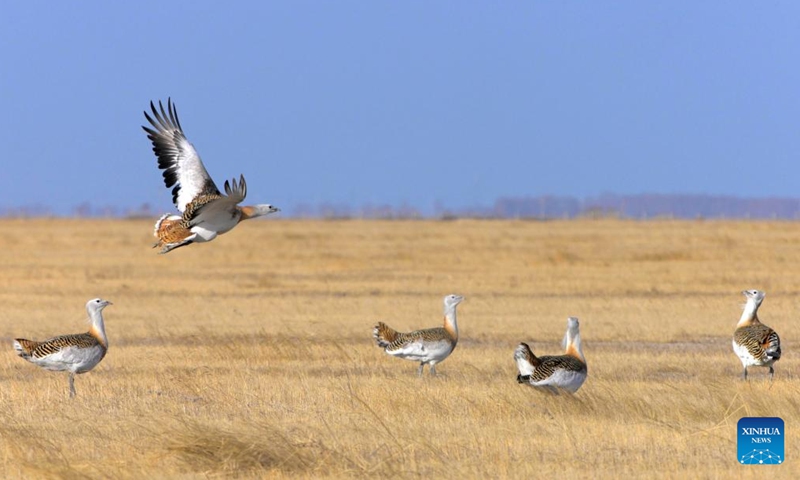 This photo taken on April 13, 2026 shows great bustards on a grassland in Lindian County, northeast China's Heilongjiang Province. Recently, great bustards, a species under first-class state protection in China and listed on the International Union for Conservation of Nature (IUCN) Red List of Threatened Species, have been spotted in the grassland of Lindian County of Heilongjiang Province. (Photo by Wang Yonggang/Xinhua)