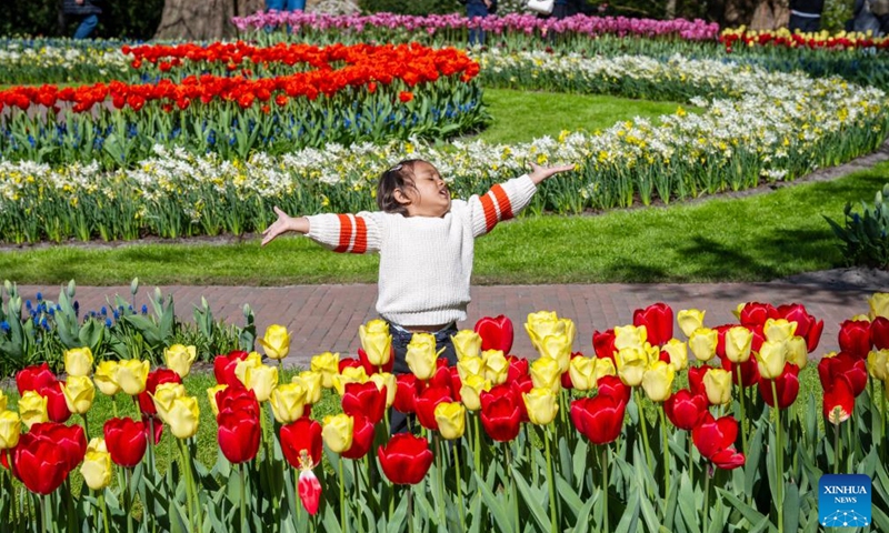 A girl poses among blooming tulips at the Keukenhof park in Lisse, the Netherlands, April 14, 2026. The park is open to the public from March 19 to May 10 this year. (Photo by Monique Shaw/Xinhua)

