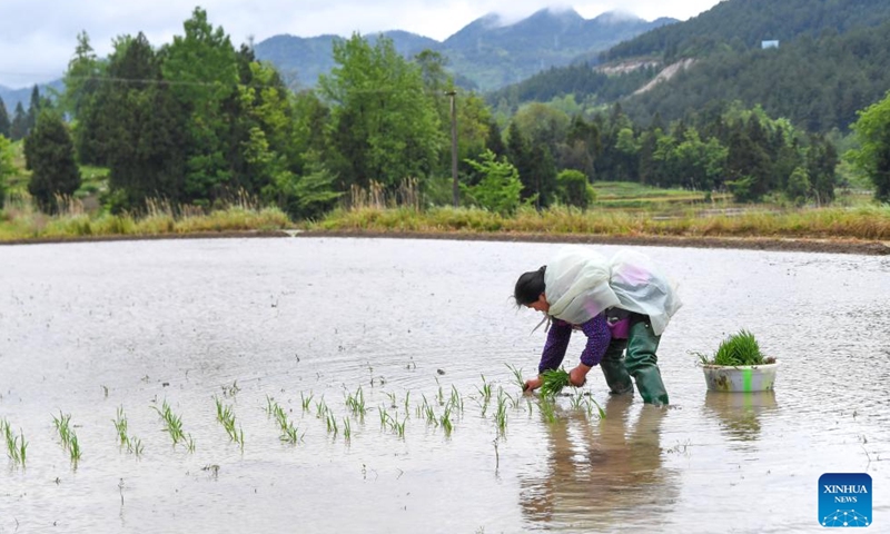 A farmer transplants rice seedlings in a paddy field in Yuchi Town of Shizhu Tujia Autonomous County in Chongqing, southwest China, May 7, 2026. Yuchi Town, a typical agricultural town with an average altitude of 1,000 meters, has built more than 13,000 mu (866.67 hectares) of high-standard farmland in recent years, becoming the first batch of demonstration plots for high-standard farmland transformation in the city's alpine and hilly areas. The town's annual output of high-quality paddy rice exceeds 3,700 tons. (Xinhua/Tang Yi)