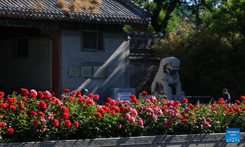 This photo taken on May 7, 2026 shows a road decorated with blooming Chinese roses in Beijing, capital of China. The Chinese roses, one of Beijing's city flowers, have entered their blooming season as early summer arrives in the city. (Xinhua/Ju Huanzong)

