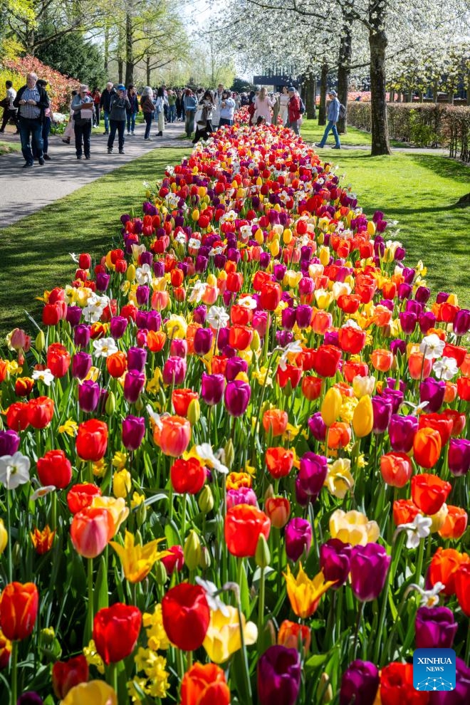 Photo taken on April 14, 2026 shows the blooming tulips at the Keukenhof park in Lisse, the Netherlands. The park is open to the public from March 19 to May 10 this year. (Photo by Monique Shaw/Xinhua)

