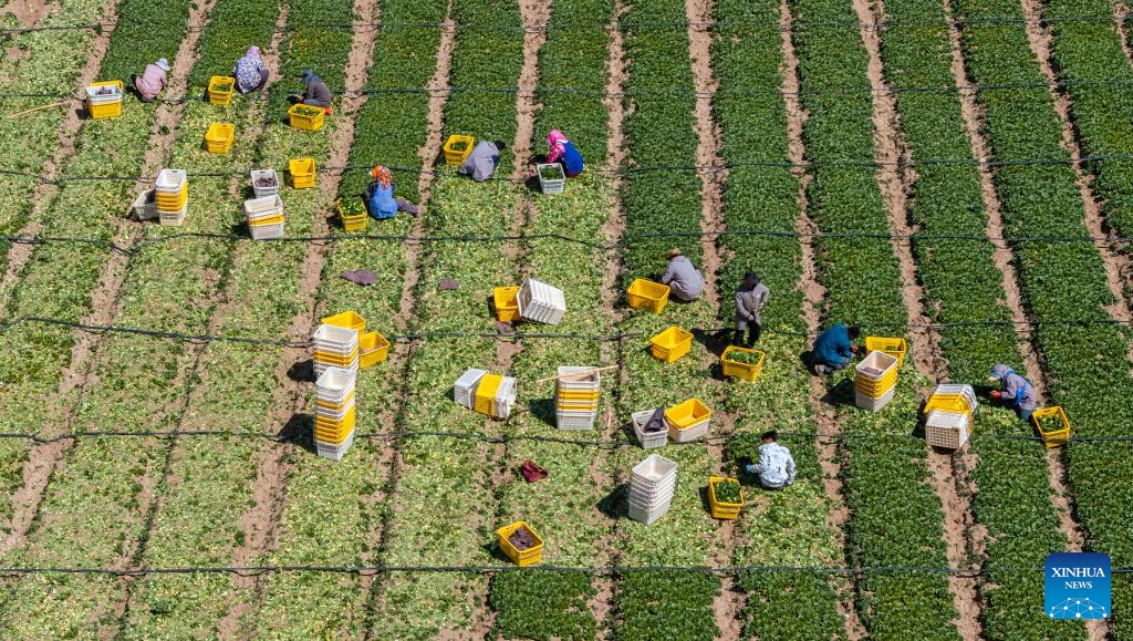An aerial drone photo taken on May 7, 2026 shows workers harvesting Chinese flowering cabbages at a cool-season vegetable base in Helan County of Yinchuan City, northwest China's Ningxia Hui Autonomous Region. Recently, the first crop of cool-season vegetables in Helan has entered the harvesting season. (Xinhua/Wang Peng)

