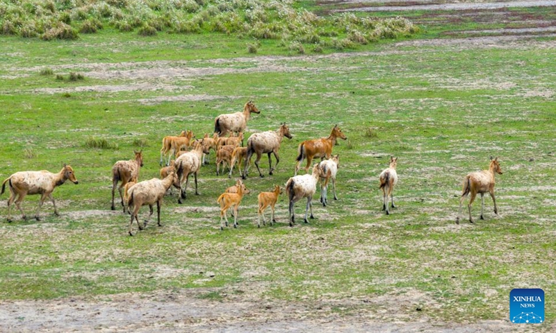 An aerial drone photo taken on May 7, 2026 shows milu deer at Tiaozini wetland in Dongtai of Yancheng City, east China's Jiangsu Province. In recent years, Tiaozini wetland has continuously strengthened ecological protection and restoration, creating an ideal habitat for milu deer, and the number of them has exceeded 1,000. (Photo by Sun Jialu/Xinhua)

