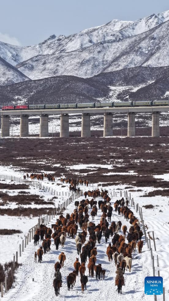 An aerial drone photo taken on April 14, 2026 shows horses of the Shandan Horse Breeding Farm in northwest China's Gansu Province. During plowing season, herdsmen started to guide horse herds from farmlands to natural grasslands. (Photo by Wang Chao/Xinhua)

