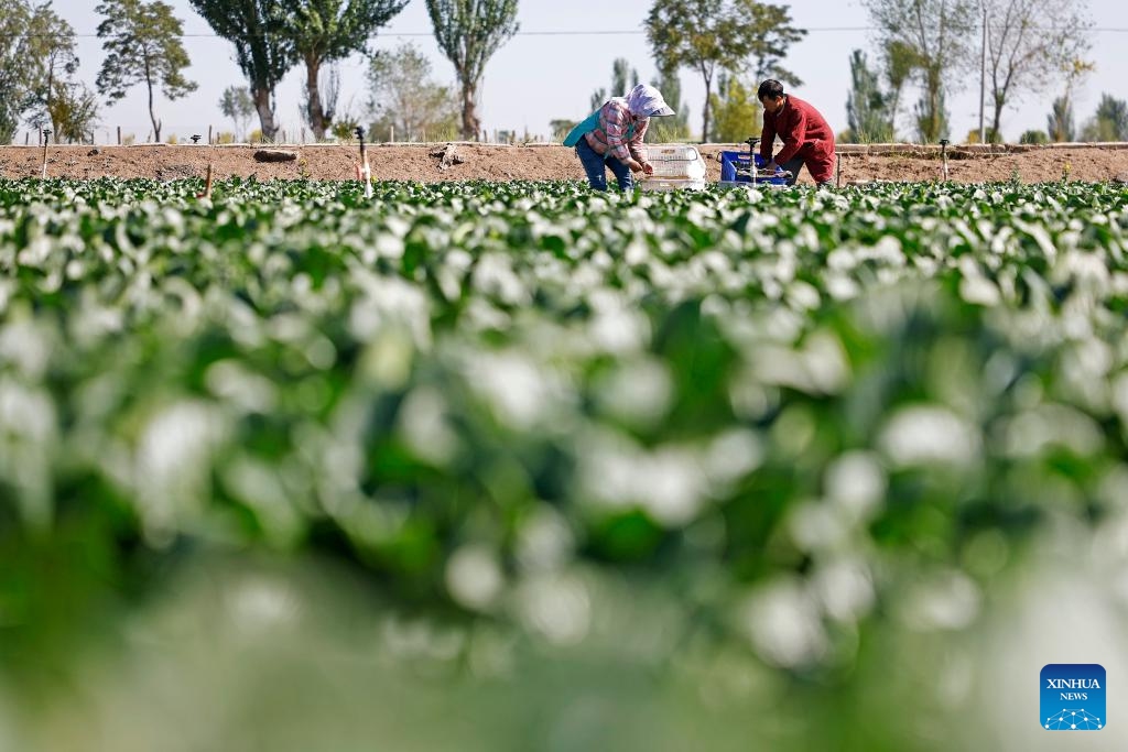 Workers harvest Chinese flowering cabbages at a cool-season vegetable base in Helan County of Yinchuan City, northwest China's Ningxia Hui Autonomous Region, May 7, 2026. Recently, the first crop of cool-season vegetables in Helan has entered the harvesting season. (Xinhua/Wang Peng)

