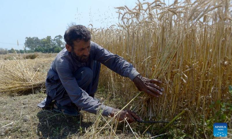 A farmer harvests wheat in Peshawar, Pakistan, on May 7, 2026. (Photo by Umar Qayyum/Xinhua)

