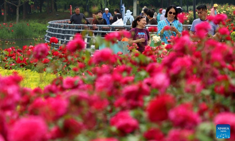 Tourists enjoy the Chinese Rose blossoms in Nanyang City, central China's Henan Province, April 27, 2026. As the May Day holiday approaches, the tourism markets across the country are heating up. (Photo by Gao Song/Xinhua)

