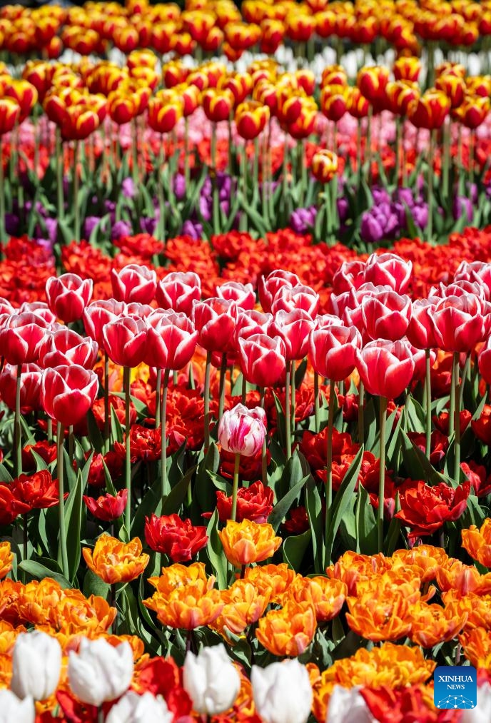 Photo taken on April 14, 2026 shows the blooming tulips at the Keukenhof park in Lisse, the Netherlands. The park is open to the public from March 19 to May 10 this year. (Photo by Monique Shaw/Xinhua)

