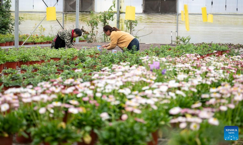 Workers tend to flowers at Kuo Yang-fu's farming complex in Ezhou, central China's Hubei Province, March 18, 2026. (Xinhua/Wu Zhizun)

