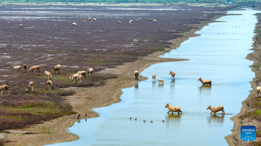An aerial drone photo taken on May 7, 2026 shows milu deer at Tiaozini wetland in Dongtai of Yancheng City, east China's Jiangsu Province. In recent years, Tiaozini wetland has continuously strengthened ecological protection and restoration, creating an ideal habitat for milu deer, and the number of them has exceeded 1,000. (Photo by Sun Jialu/Xinhua)

