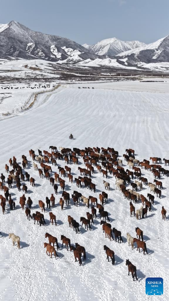 An aerial drone photo taken on April 14, 2026 shows horses of the Shandan Horse Breeding Farm in northwest China's Gansu Province. During plowing season, herdsmen started to guide horse herds from farmlands to natural grasslands. (Photo by Wang Chao/Xinhua)

