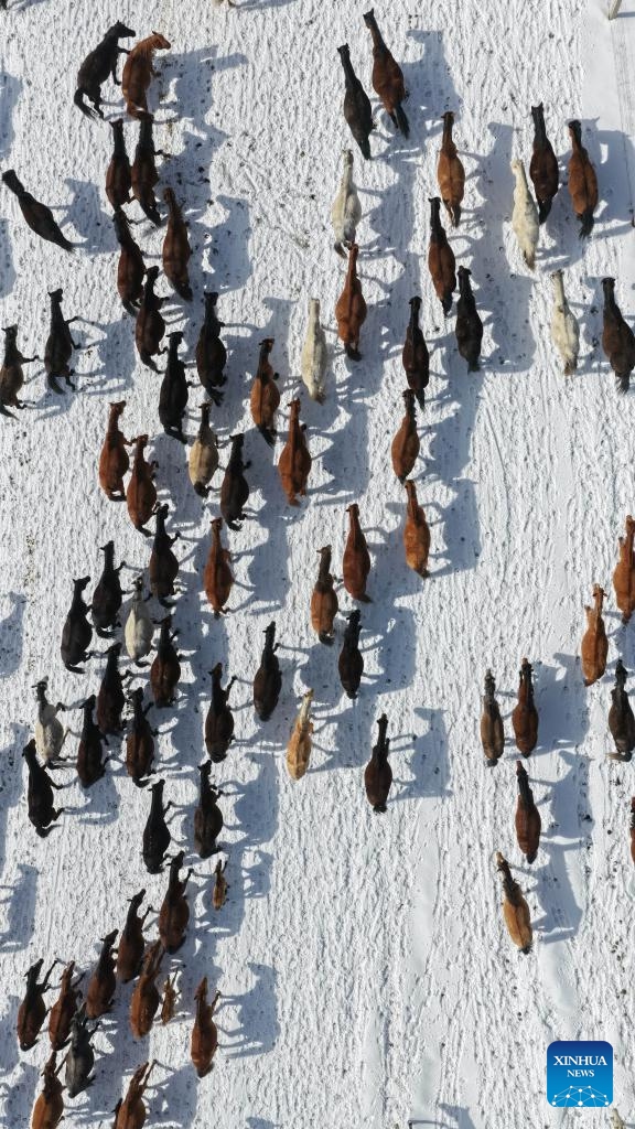 An aerial drone photo taken on April 14, 2026 shows horses of the Shandan Horse Breeding Farm in northwest China's Gansu Province. During plowing season, herdsmen started to guide horse herds from farmlands to natural grasslands. (Photo by Wang Chao/Xinhua)

