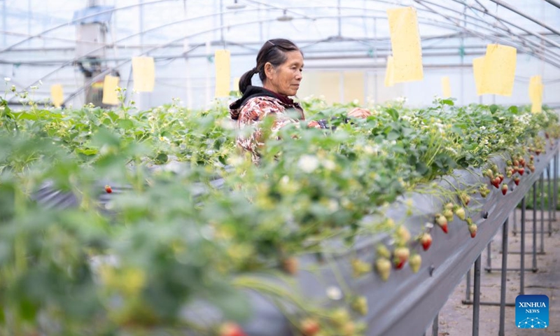 A worker picks strawberries at Kuo Yang-fu's farming complex in Ezhou, central China's Hubei Province, March 18, 2026. (Xinhua/Wu Zhizun)

