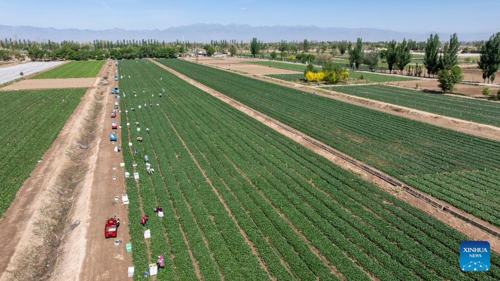 An aerial drone photo taken on May 7, 2026 shows workers harvesting Chinese flowering cabbages at a cool-season vegetable base in Helan County of Yinchuan City, northwest China's Ningxia Hui Autonomous Region. Recently, the first crop of cool-season vegetables in Helan has entered the harvesting season. (Xinhua/Wang Peng)

