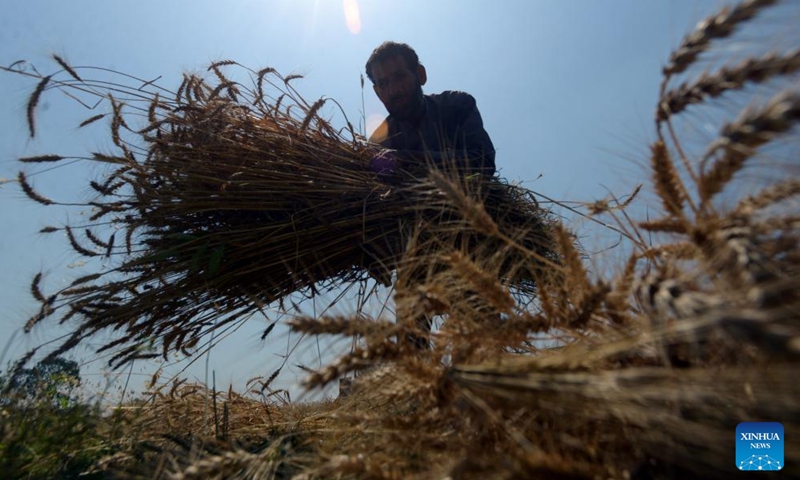 A farmer harvests wheat in Peshawar, Pakistan, on May 7, 2026. (Photo by Umar Qayyum/Xinhua)

