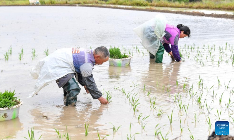 Farmers transplant rice seedlings in a paddy field in Yuchi Town of Shizhu Tujia Autonomous County in Chongqing, southwest China, May 7, 2026. Yuchi Town, a typical agricultural town with an average altitude of 1,000 meters, has built more than 13,000 mu (866.67 hectares) of high-standard farmland in recent years, becoming the first batch of demonstration plots for high-standard farmland transformation in the city's alpine and hilly areas. The town's annual output of high-quality paddy rice exceeds 3,700 tons. (Xinhua/Tang Yi)