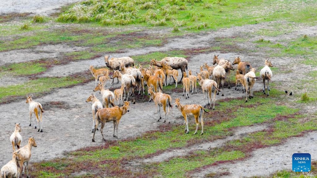 An aerial drone photo taken on May 7, 2026 shows milu deer at Tiaozini wetland in Dongtai of Yancheng City, east China's Jiangsu Province. In recent years, Tiaozini wetland has continuously strengthened ecological protection and restoration, creating an ideal habitat for milu deer, and the number of them has exceeded 1,000. (Photo by Sun Jialu/Xinhua)

