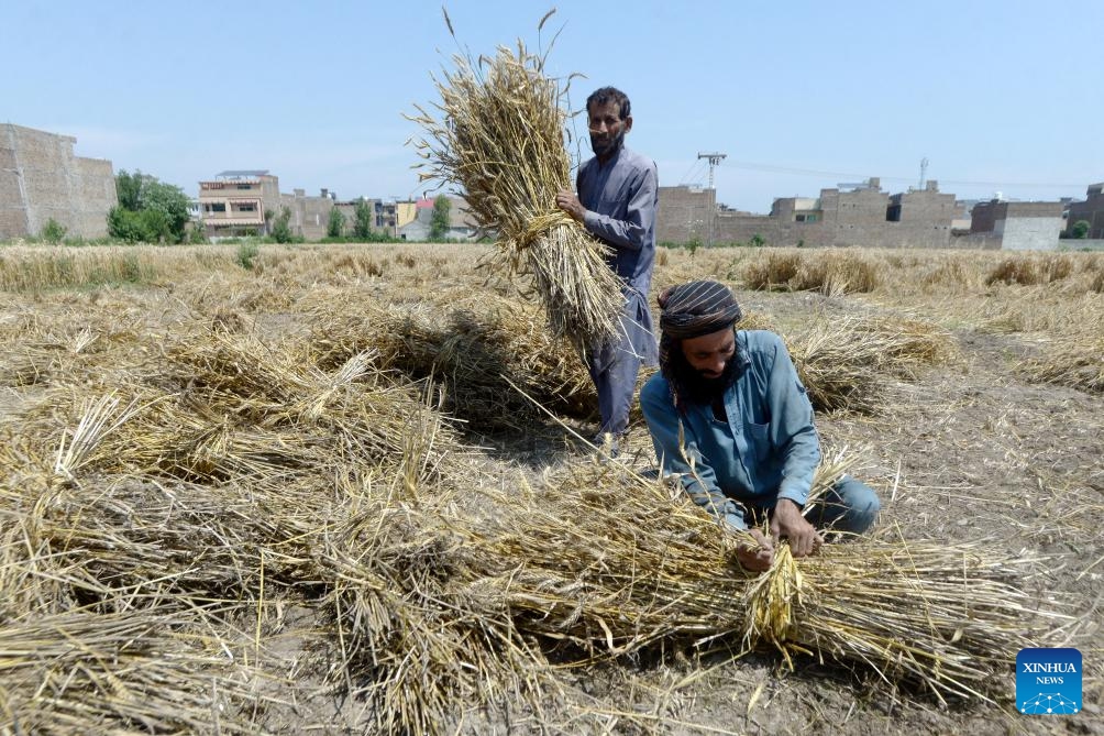 Farmers harvest wheat in Peshawar, Pakistan, on May 7, 2026. (Photo by Umar Qayyum/Xinhua)

