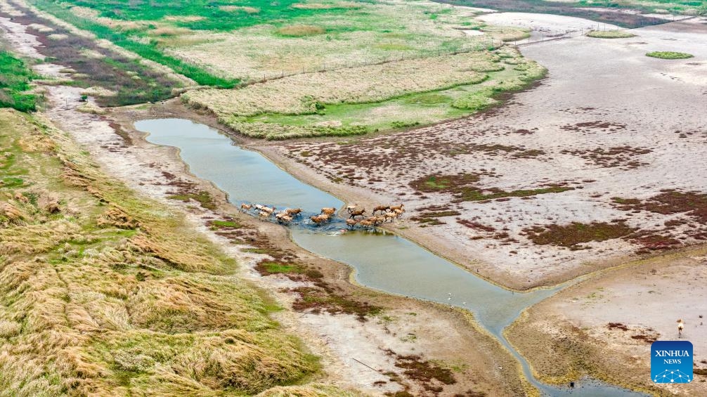 An aerial drone photo taken on May 7, 2026 shows milu deer at Tiaozini wetland in Dongtai of Yancheng City, east China's Jiangsu Province. In recent years, Tiaozini wetland has continuously strengthened ecological protection and restoration, creating an ideal habitat for milu deer, and the number of them has exceeded 1,000. (Photo by Sun Jialu/Xinhua)

