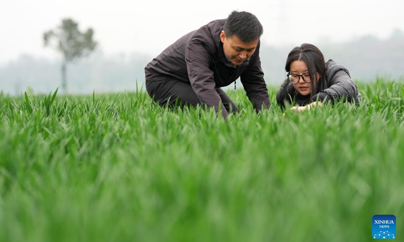 Zhang Chao (L), an associate professor with the Northwest A&F University, checks the growth of wheat with a postgraduate student in a test field in Longxian County, northwest China's Shaanxi Province, April 8, 2026.

