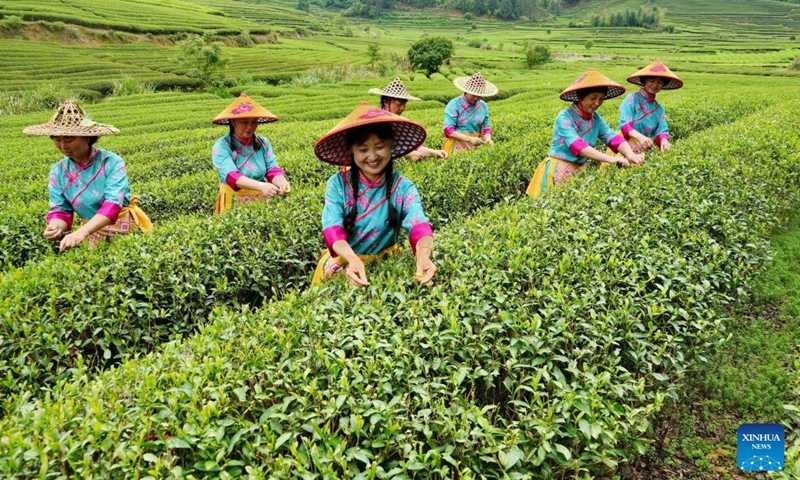 Tourists in traditional local costume pick tea leaves during a cultural event at a tea garden in Xingcun Town, Wuyishan, southeast China's Fujian Province, April 15, 2026. (Photo by Chen Ying/Xinhua)