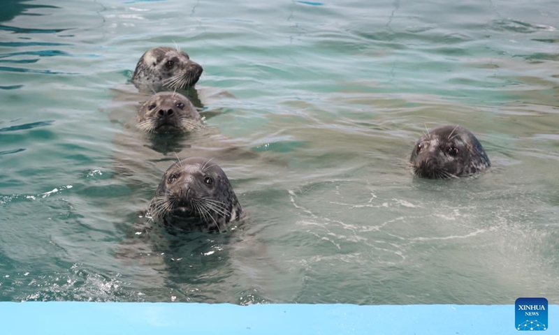 Rescued spotted seals, which are not yet released into the sea due to their health conditions, are pictured in a pool at the Liaoning Ocean and Fisheries Science Research Institute in Dalian, northeast China's Liaoning Province, April 15, 2026. (Xinhua/Han He)

