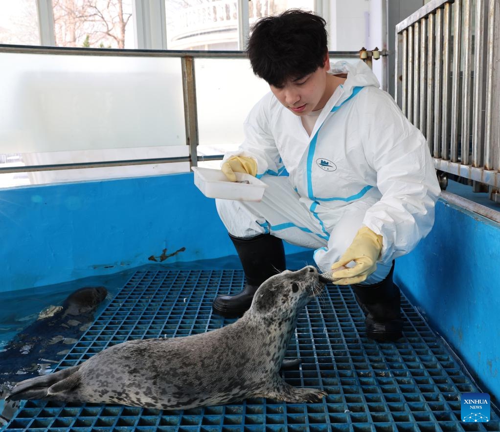 A staff member feeds a spotted seal pup at the Liaoning Ocean and Fisheries Science Research Institute in Dalian, northeast China's Liaoning Province, April 15, 2026.  (Xinhua/Han He)

