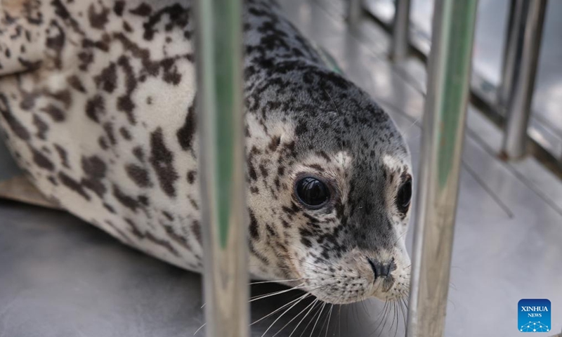 A spotted seal is pictured before being released in Dalian, northeast China's Liaoning Province, April 16, 2026. Five spotted seals were released into waters off the coast of Dalian on Thursday.  (Xinhua/Han He)

