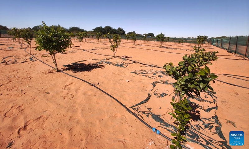 Orange and pomegranate trees are pictured with the SHUBAO devices at the China-Africa Green Technology Park in Mauritania, Dec. 16, 2025. (Xinhua)

