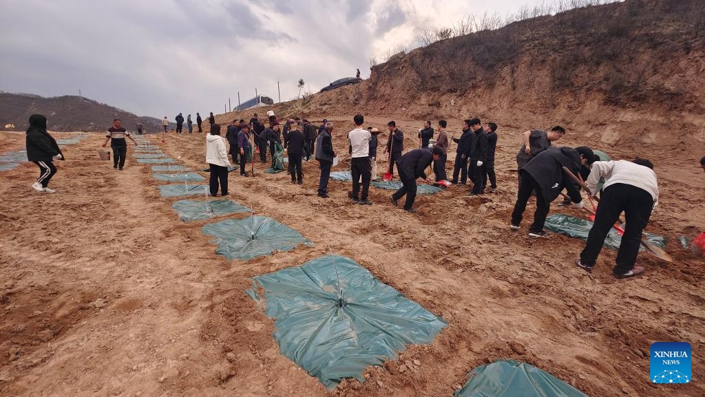 People plant trees on barren hills using the SHUBAO devices in Daning County, north China's Shanxi Province, April 1, 2026. (Xinhua)

