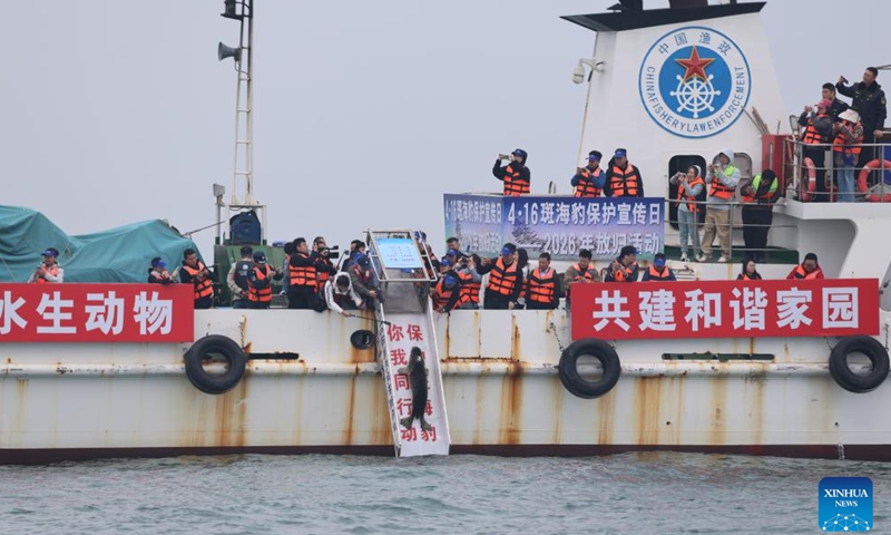 A spotted seal is released in the waters off Dalian, northeast China's Liaoning Province, April 16, 2026. Five spotted seals were released into waters off the coast of Dalian on Thursday. (Xinhua/Han He)

