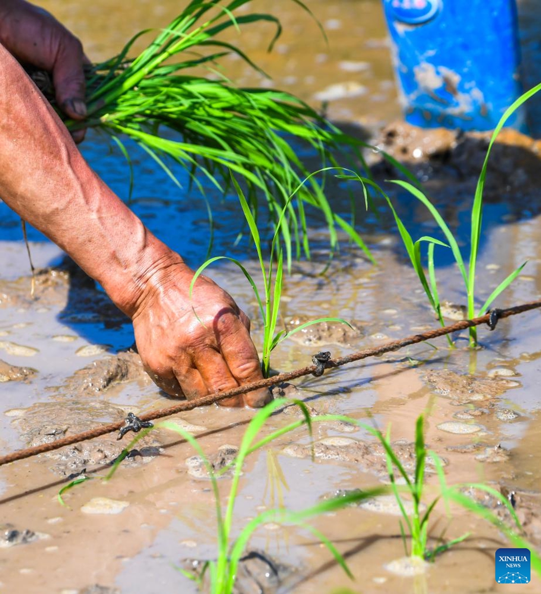 Farmers transplant rice seedlings in the fields of Weituo Town, Hechuan District, southwest China's Chongqing, April 18, 2026. The fields in Hechuan District of Chongqing are bustling with farming activity during the spring plowing season.

Hechuan, which serves as a key area for grain production and an important agricultural product protection zone in Chongqing, has seen its total grain output ranking the first in the city for 18 consecutive years. Photo: Xinhua