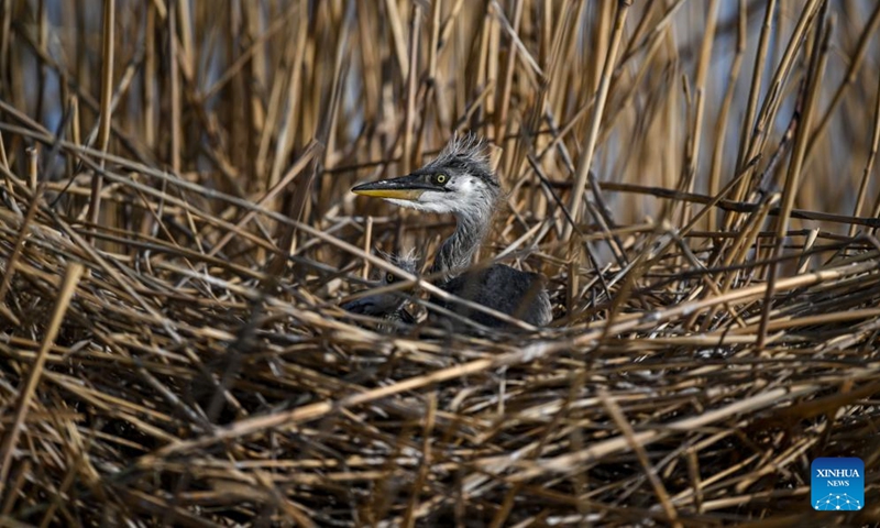 A baby heron is seen at Shahu scenic area in Pingluo County of Shizuishan City in northwest China's Ningxia Hui Autonomous Region, April 18, 2026. From March to October each year, the Shahu scenic area serves as an important breeding habitat for migratory birds, featuring vast expanses of water, abundant plankton, fish and shrimp, and a variety of ecosystems.

In recent years, the area has continuously advanced the systematic governance of mountains, rivers, forests, farmlands, lakes, grasslands and deserts, restored lakes previously used for aquaculture, converted farmlands back into wetlands, and improved both water quality and the overall ecological environment. The number of birds species in the area has grown from 178 in 2011 to 216. Photo: Xinhua