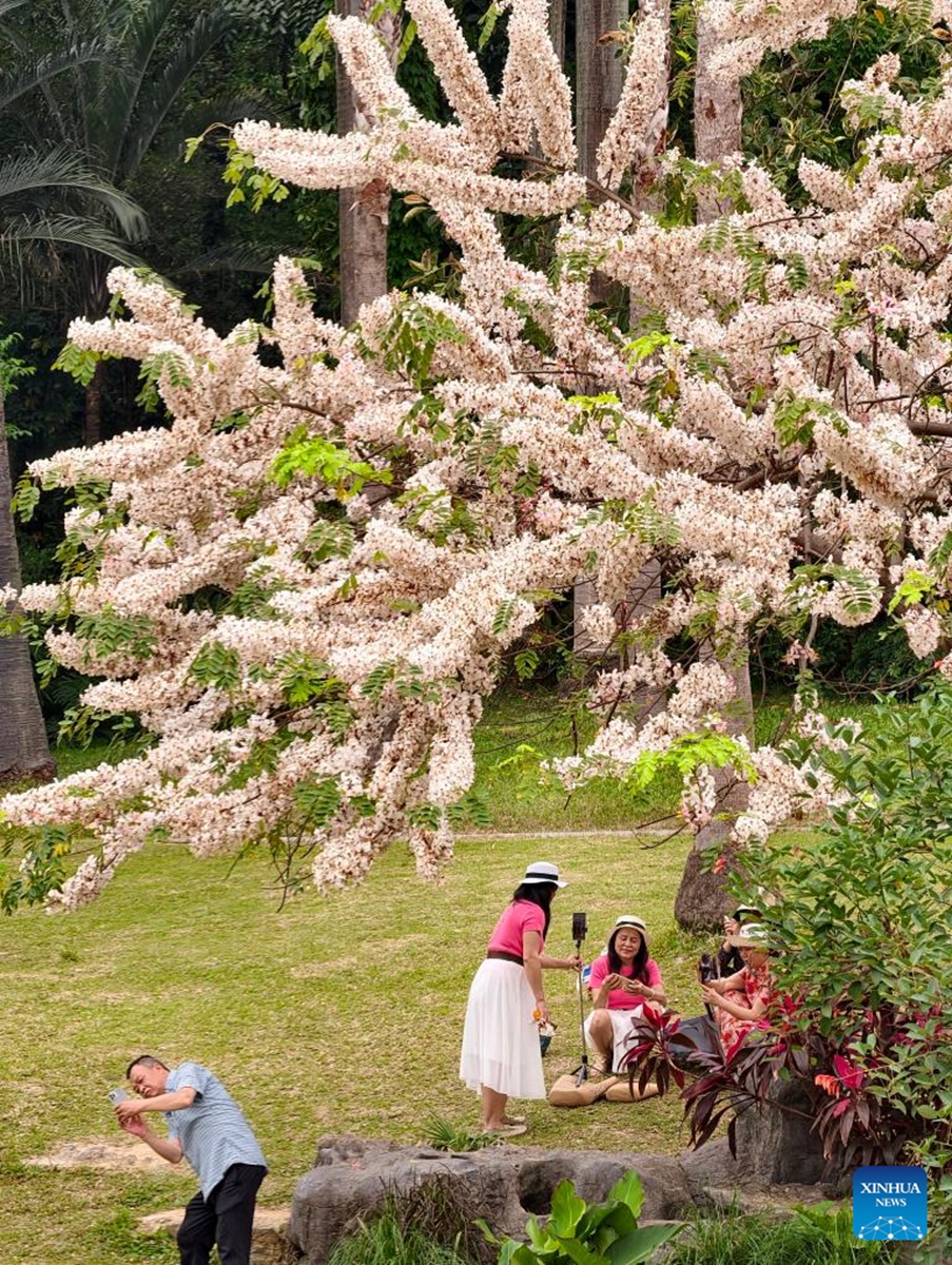 Tourists enjoy blossoms at a park in Nanning City, south China's Guangxi Zhuang Autonomous Region, April 15, 2026. (Photo by Yu Xiangquan/Xinhua)
