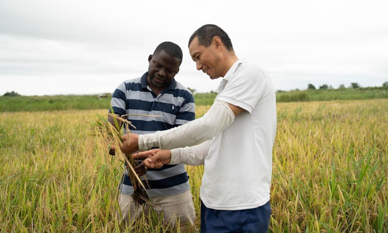 Li Yuhao (R), a rice and agro-processing expert with the fourth batch of Chinese agricultural experts assisting Mozambique, explains rice cultivation techniques to a local agricultural technician at the Umbeluzi Agricultural Station in Maputo Province, Mozambique, March 19, 2026. (Xinhua/Liu Jie)